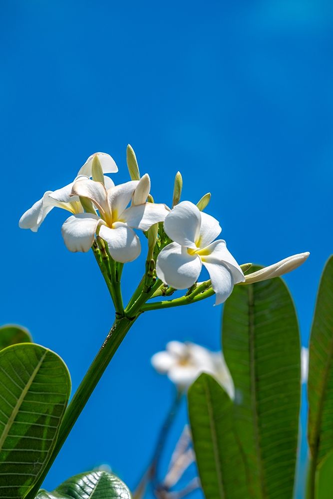 White Plumeria
